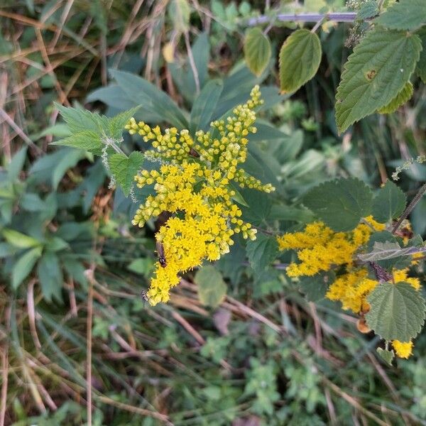 Solidago rugosa Flower