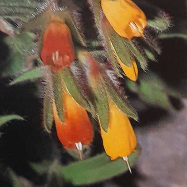 Onosma frutescens Flower