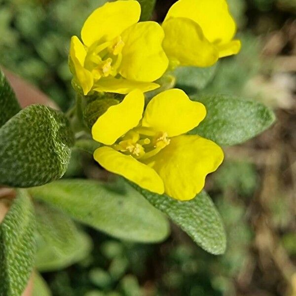 Alyssum montanum Floro