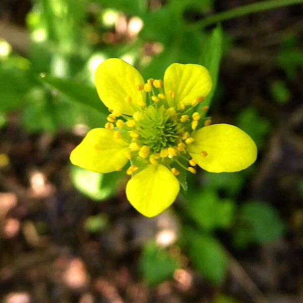 Geum urbanum 花