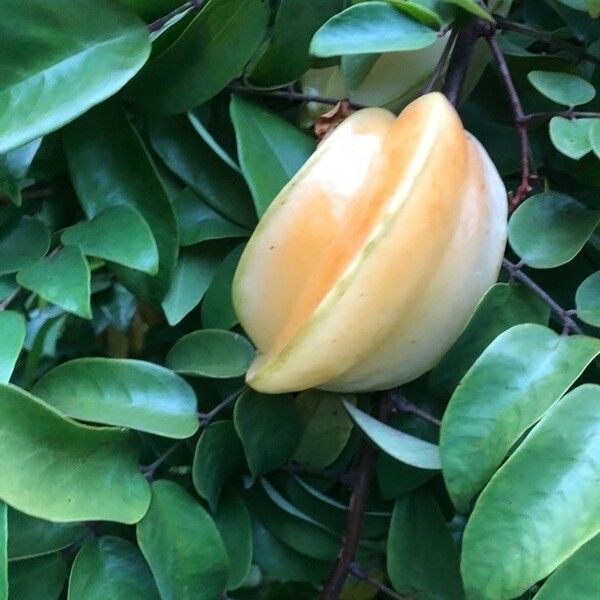 Averrhoa carambola Fruit