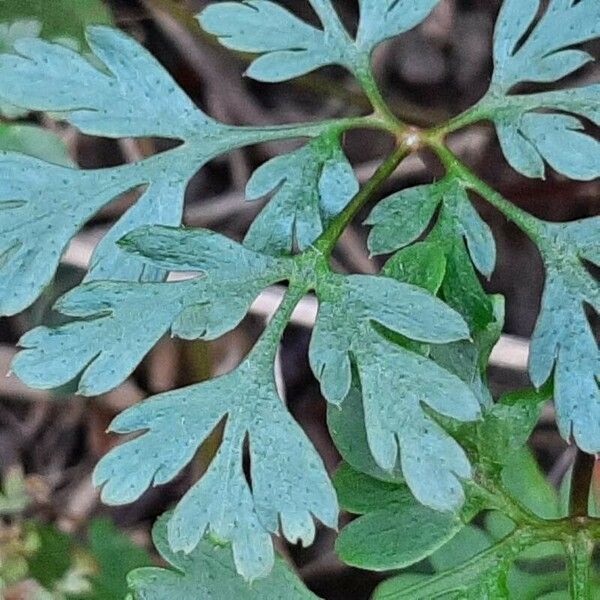 Geranium purpureum Yaprak