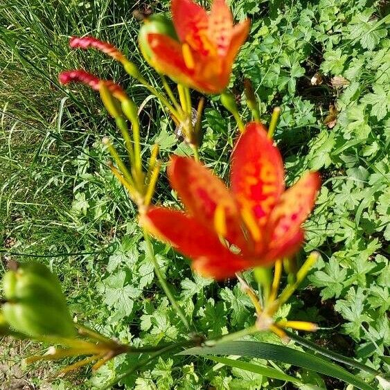 Iris domestica Cvet