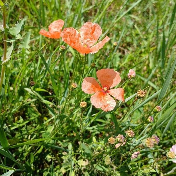 Papaver dubium Habitus