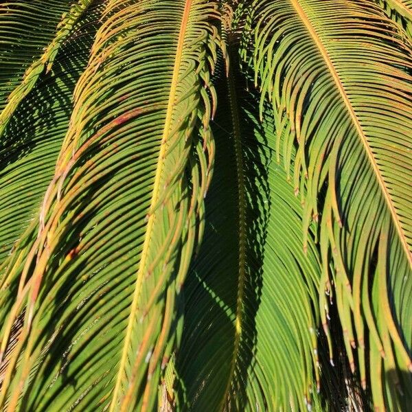 Cycas revoluta Blad