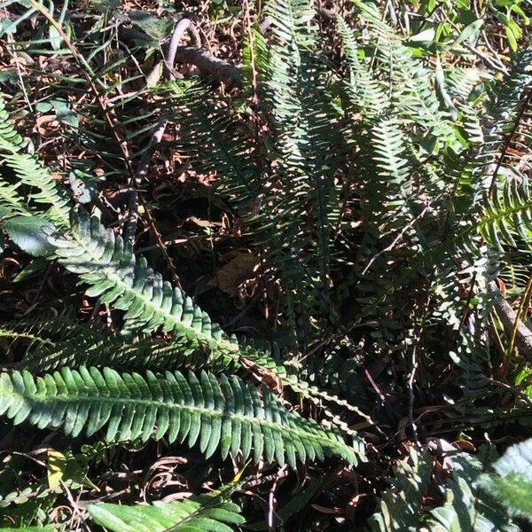 Polystichum munitum Levél