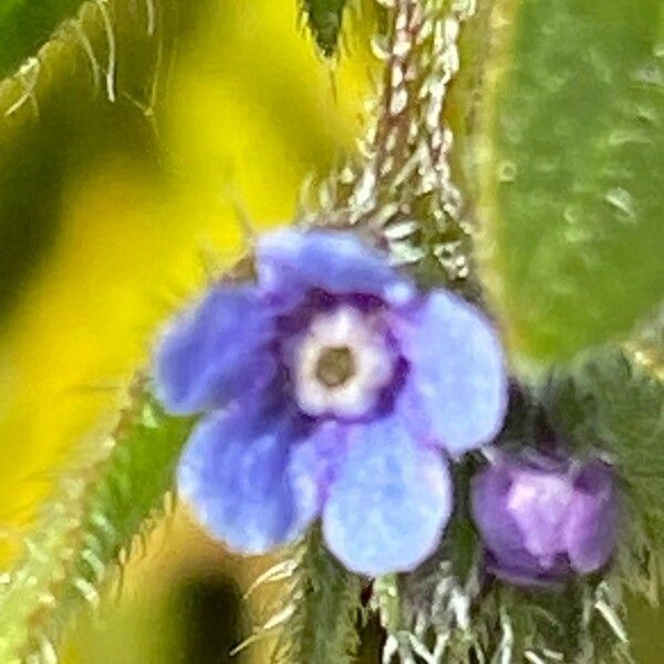 Asperugo procumbens Flor