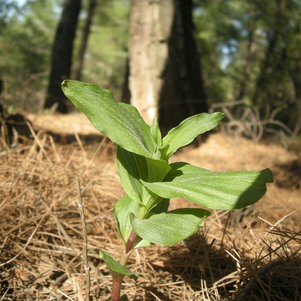 Epipactis helleborine Folio