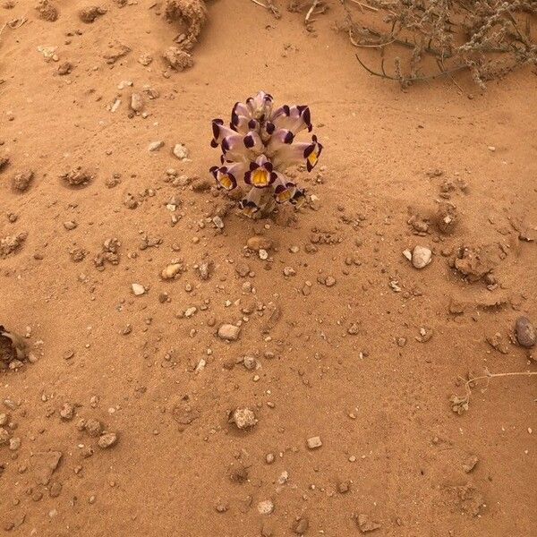 Cistanche violacea Bloem