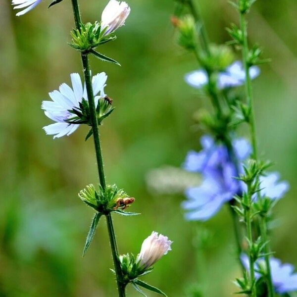 Cichorium endivia 葉