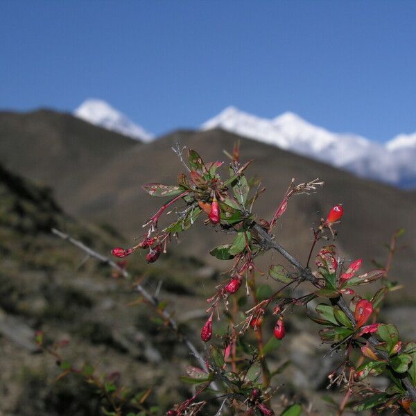 Berberis koehneana Other