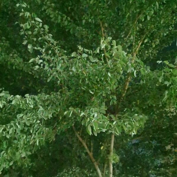 Salix alba Folha