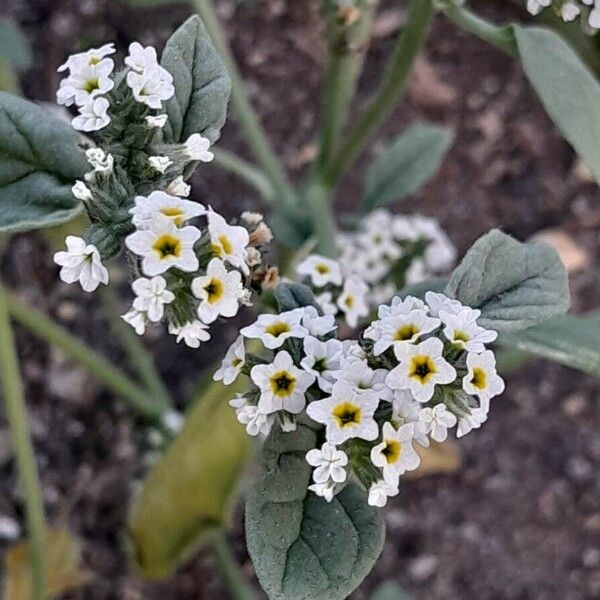 Heliotropium europaeum Blomma