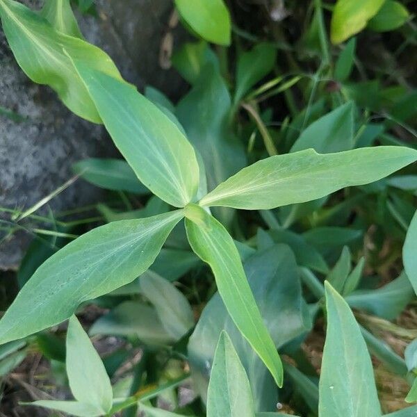 Centranthus ruber Blad