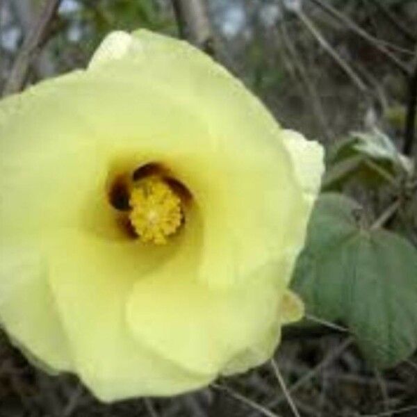 Gossypium barbadense 花