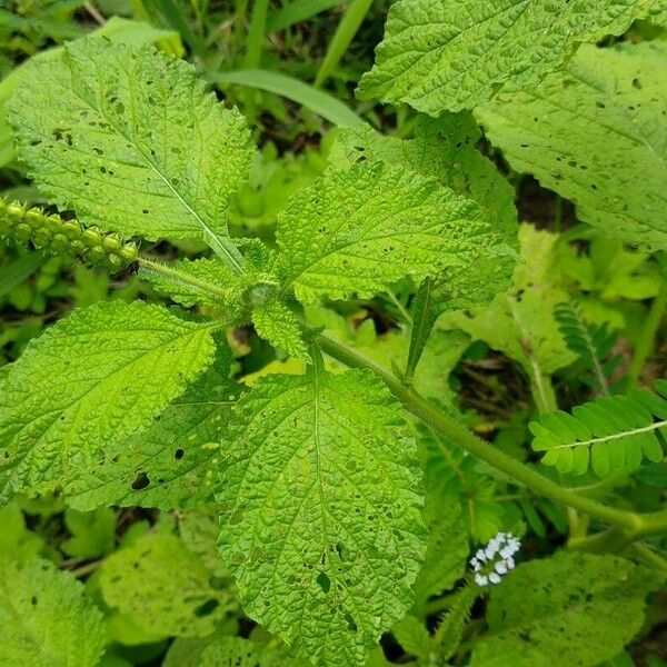 Heliotropium indicum Folha