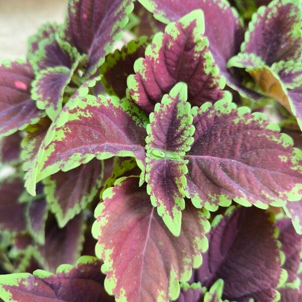 Coleus decurrens Leaf