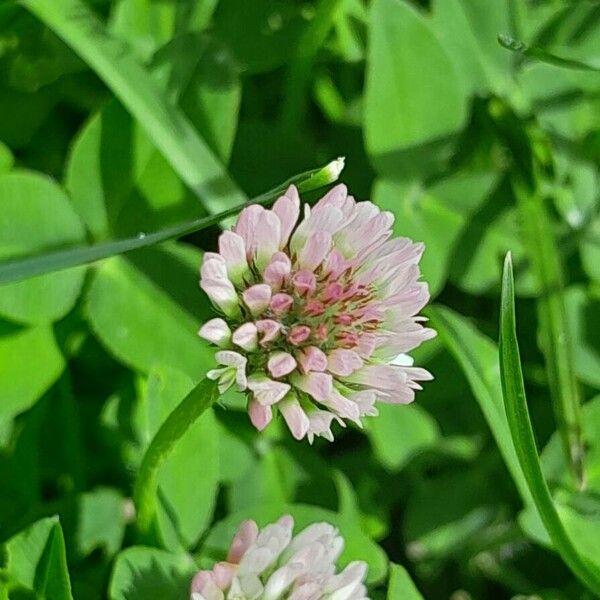 Trifolium fragiferum Çiçek