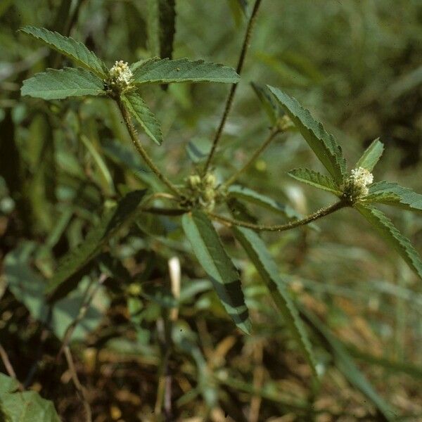 Croton glandulosus عادت داشتن