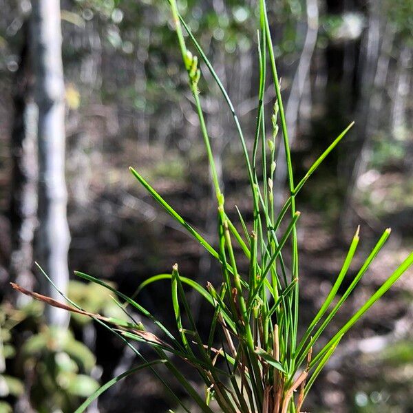 Setaria brownii Lehti