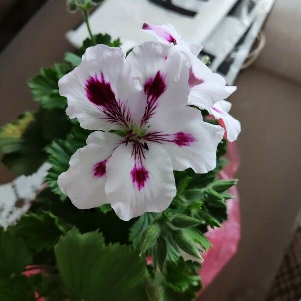 Pelargonium × hybridum പുഷ്പം