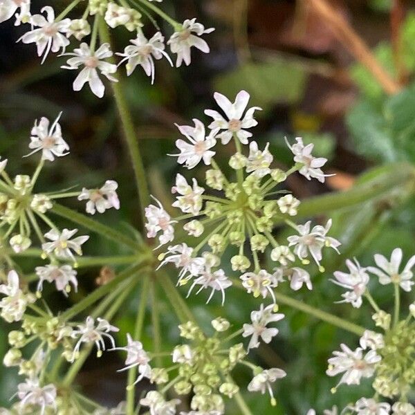 Heracleum sphondylium പുഷ്പം