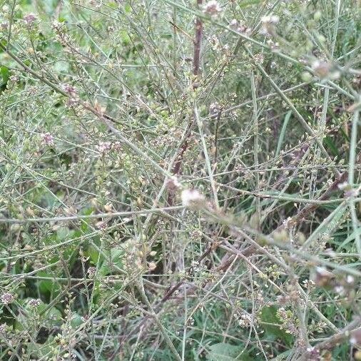 Lepidium graminifolium Fruit