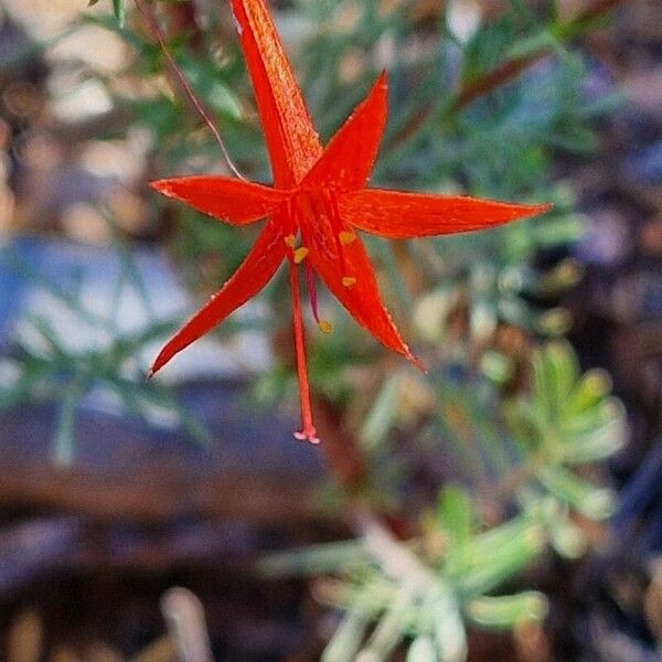 Ipomopsis aggregata Flors