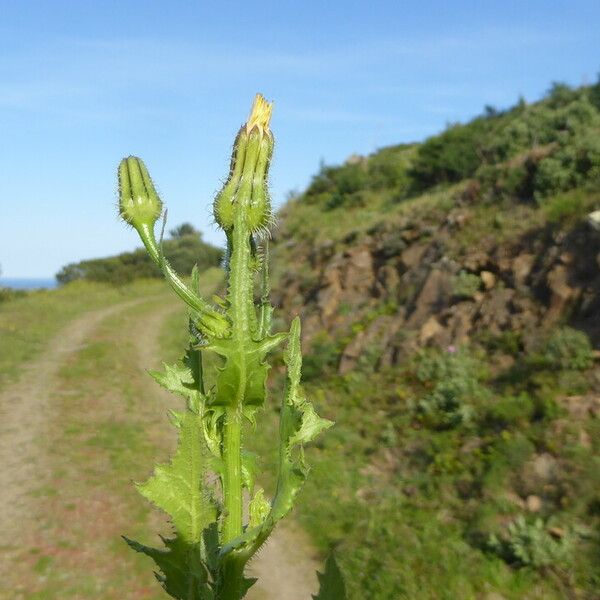 Urospermum picroides Bark