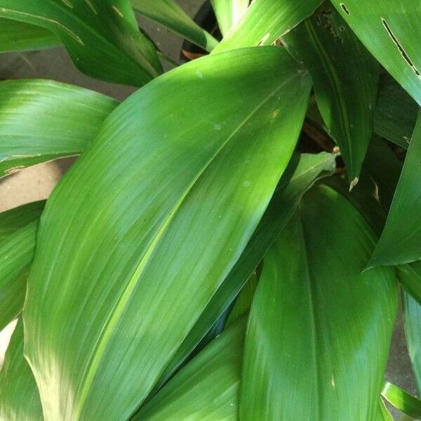 Aspidistra elatior Blatt