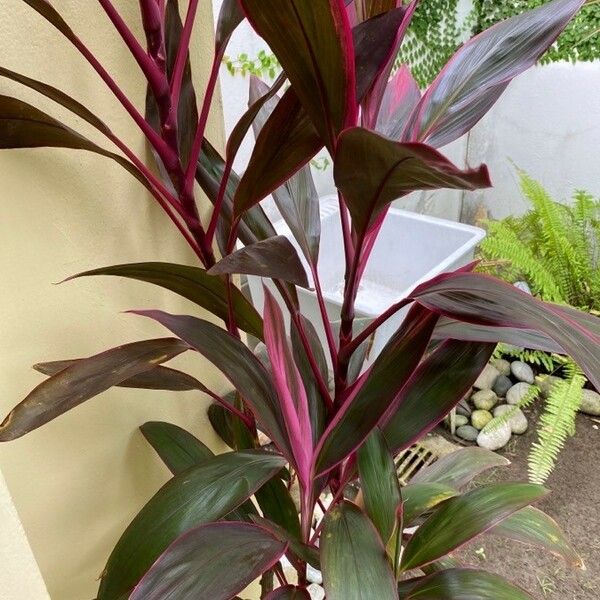 Cordyline fruticosa برگ