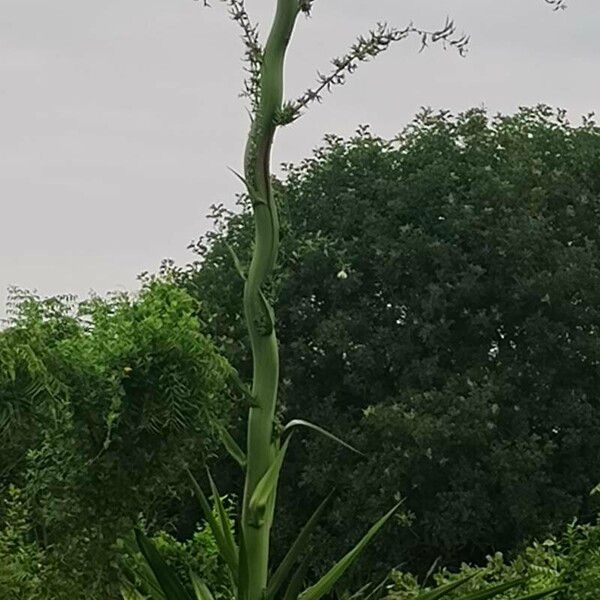 Furcraea foetida Floro