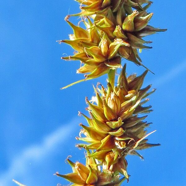 Carex vulpina Flower