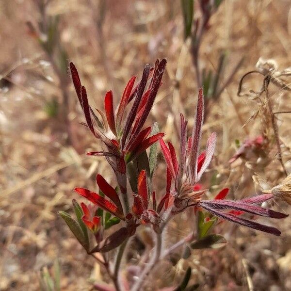 Trifolium arvense Folha