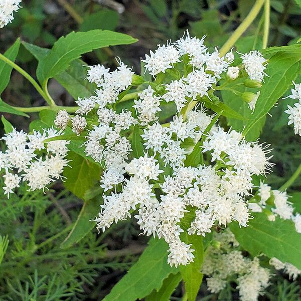 Ageratina aromatica Květ