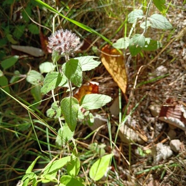 Clinopodium vulgare Habitus