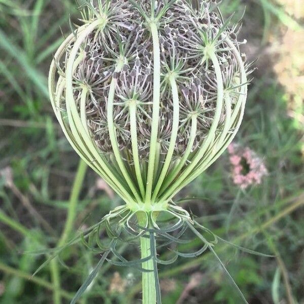 Daucus carota Vrucht