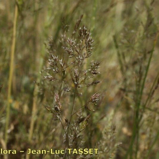 Agrostis castellana Blomma