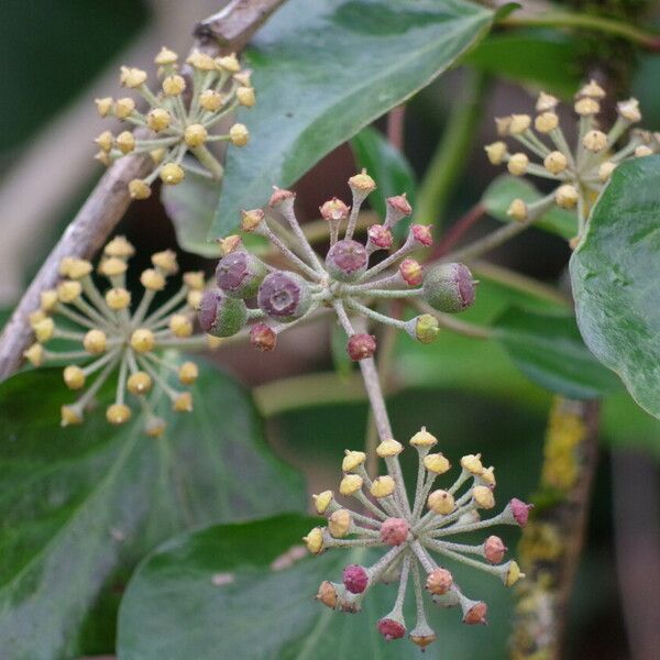 Hedera helix Плод