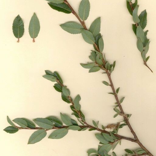 Salix caesia Other