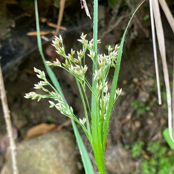 Luzula luzuloides Flower