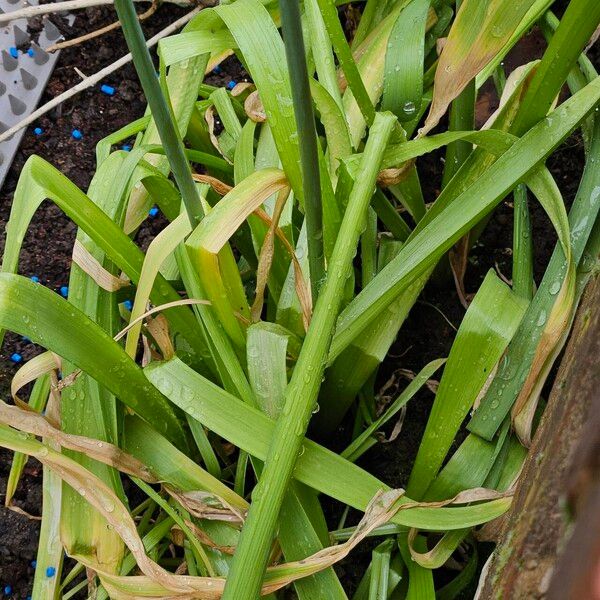 Allium giganteum 葉