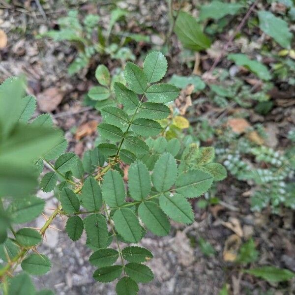 Rosa spinosissima Foglia