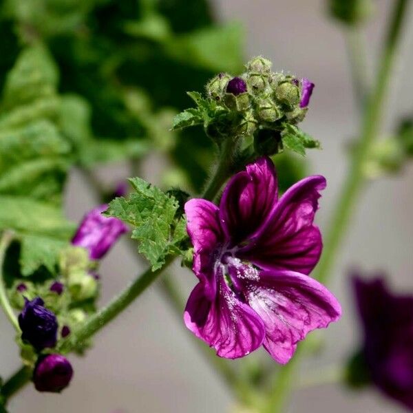 Malva setigera ᱵᱟᱦᱟ