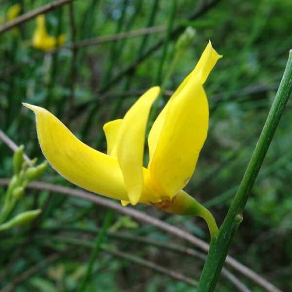 Spartium junceum Flower