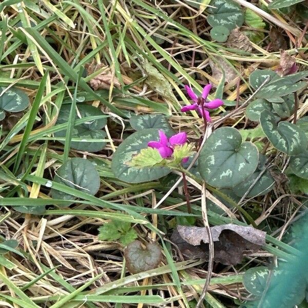 Cyclamen coum Flower