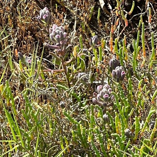 Salicornia virginica Flower