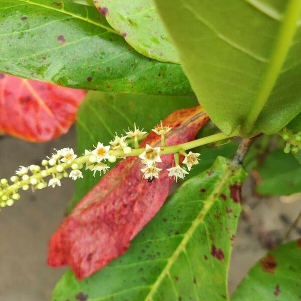 Terminalia catappa Blodyn