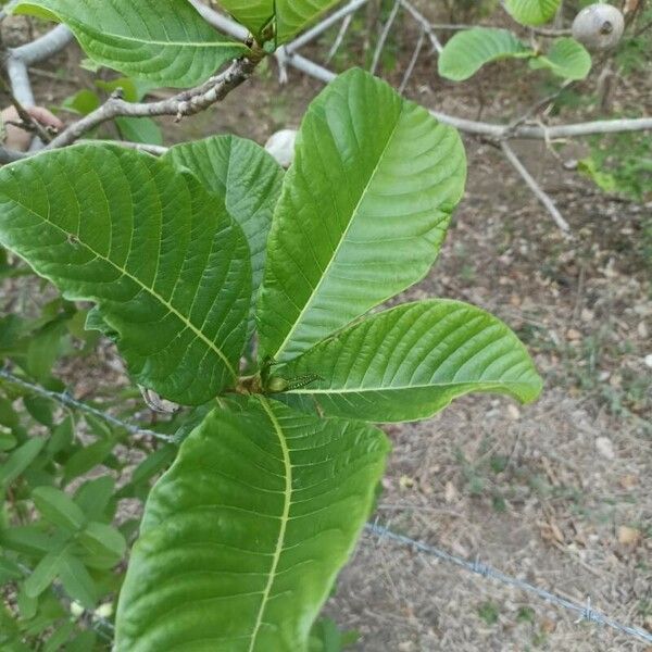 Genipa americana Folha