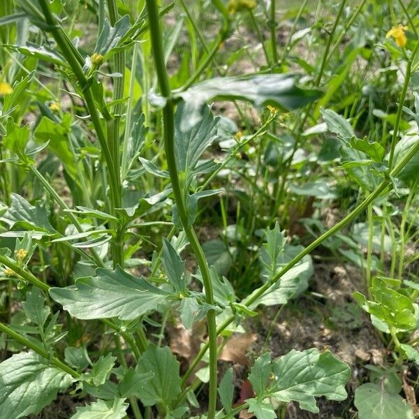 Barbarea orthoceras Blatt